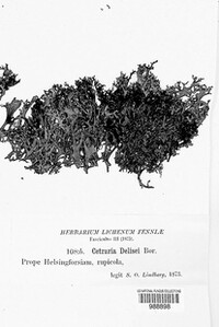 Cetrariella delisei image